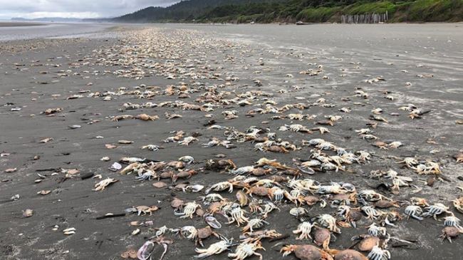 Dead Dungeness crabs on Kalaloch Beach in Washington on June 14, 2022.