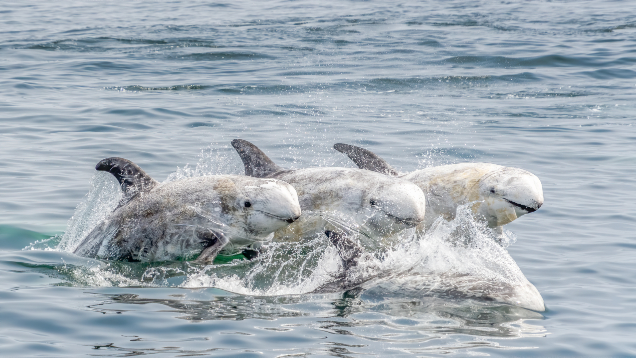 Four swimming Risso’s dolphins- three swimming above the surface and one making a splash into the water.