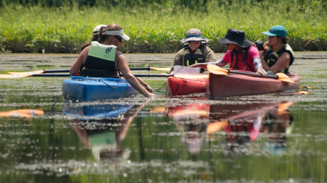 Enthusiastic volunteers convene in their kayaks to gather data on the submerged aquatic vegetation (SAV) amidst the freshwater marsh plants of Mallows Bay