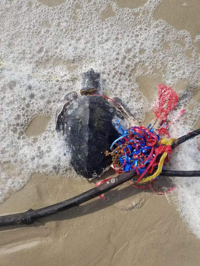 Kemp’s ridley sea turtle entangled in balloons and ribbons. 